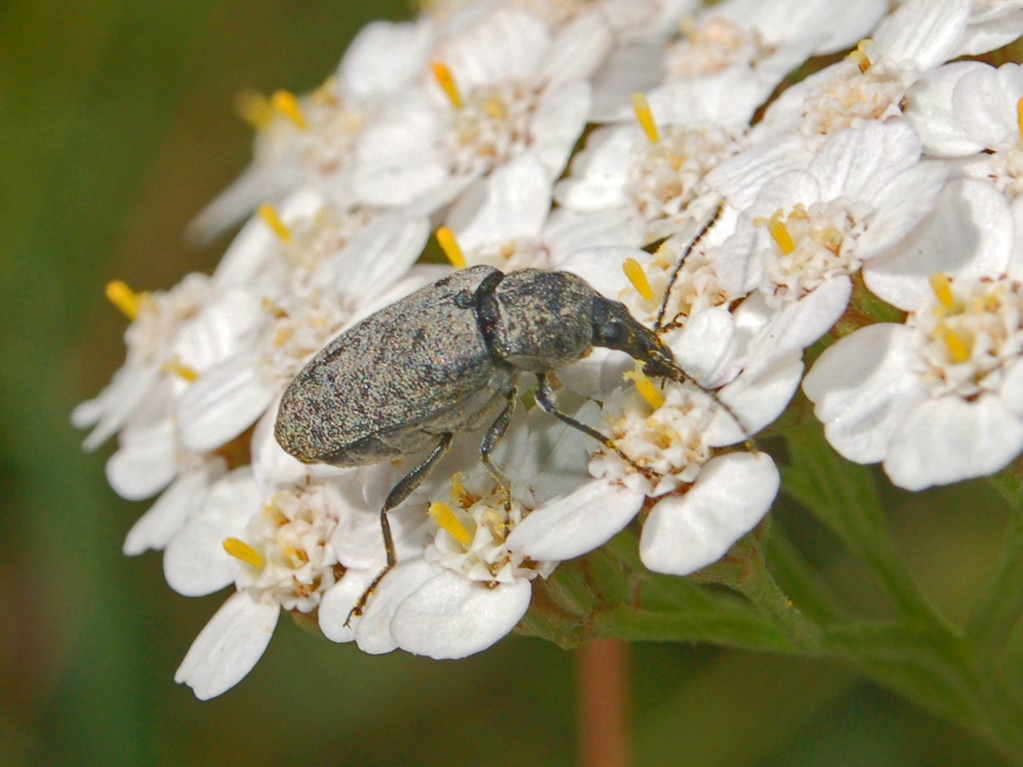 Mycterus curculionoides